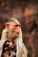 Bonnet macaque with baby. Monkeys in Badami Fort.