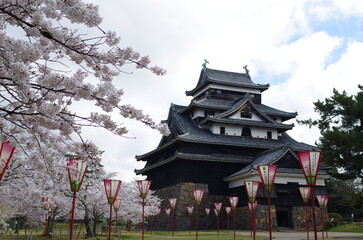桜の花と松江城