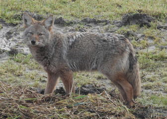 Coyote Pic#8 hunting for a breakfast