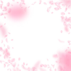 Sakura petals falling down. Romantic pink flowers vignette. Flying petals on white square background. Love, romance concept. Exceptional wedding invitation.