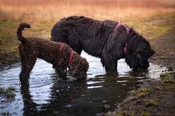 Dwa psy: lagotto romagnolo i nowofunland piją wodę z kałuży 