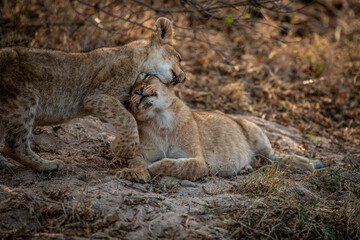 Two Lion cubs playing in the sand.