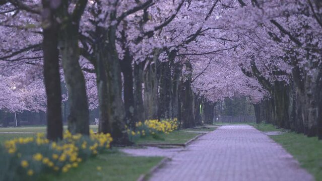 Tokyo, Japan - April 5, 2022: Cherry blossom tree-lined avenue at dawn
