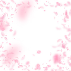 Fototapeta na wymiar Sakura petals falling down. Romantic pink flowers vignette. Flying petals on white square background. Love, romance concept. Glamorous wedding invitation.