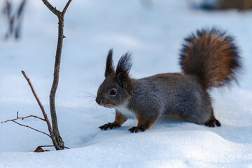 Naklejka na ściany i meble Squirrel on a snow