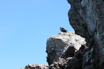 Hidden bird home in Punta de Mita, Mexico