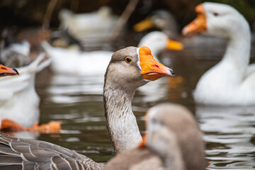 Fototapeta premium White and grey goose swimming on the river