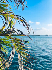 View to the sea through palm leaves.
