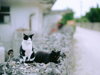 竹富島の猫