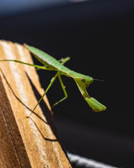 Green praying Mantis macro over wood