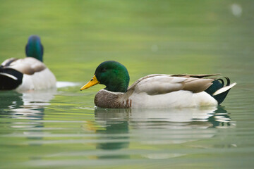 Mallard duck male drake swimming on the water

