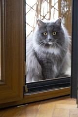 beautiful blue siberian cat, looks inside through the ajar door