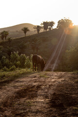 A horse on a slate road in a farm, lit by sunbeams with hills and a rural scenery in the background