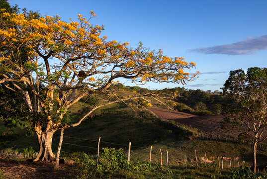 Bucolic and romantic rural setting. A tree in the foreground, with yellow flowers, lit by late afternoon sun rays. Background, small hills, wooden fence, plantation and native vegetation of Brazil