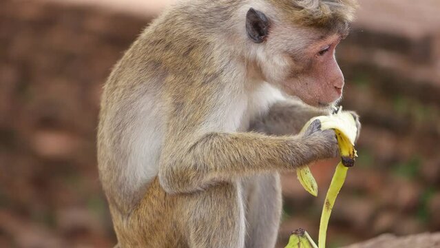 Monkey eating banana in Sri Lanka