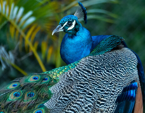 A close-up shot of a colourful male Peafowl. Peacock image.