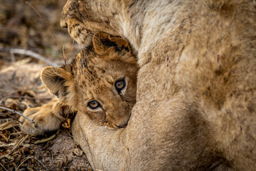 Lion cub cuddling with his mother.