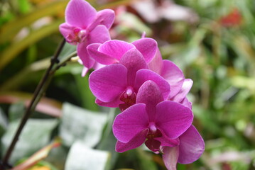 Moth orchid
