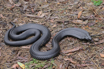 Australian highly venomous Blue-bellied Black Snake