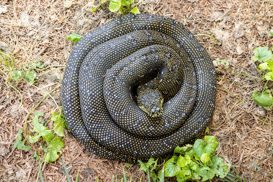 Australian Harmless Diamond Python in curled position