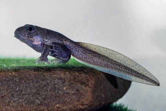 Tadpole Of The Australian Banjo Frog