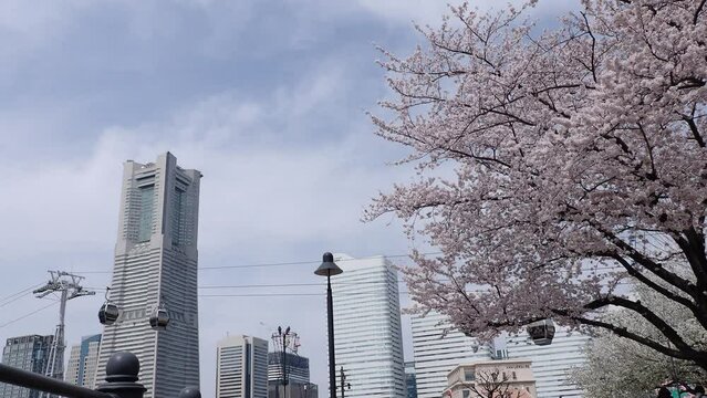 2022年3月31日横浜みなとみらい桜便り2