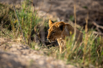 Lion cub walking in the high grass.
