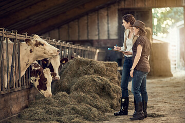 How would you rate the quality of your hay today. Shot of two female farmers taking care of their...