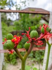red rose on a tree