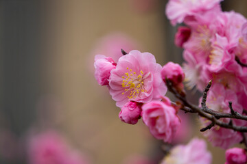 Obraz premium Pink plum blossom blooming in spring