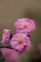 Fototapeta na wymiar Pink plum blossom blooming in spring