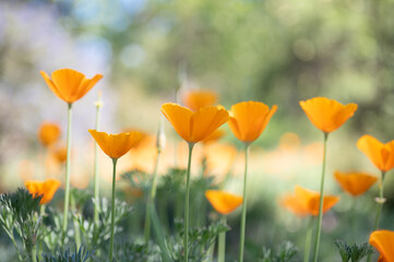 California Poppies in field