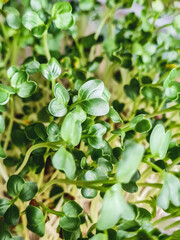 Daikon microgreen closeup, vegan and healthy eating concept. Growing from seed radish sprouts