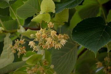 オオバボダイジュの花
