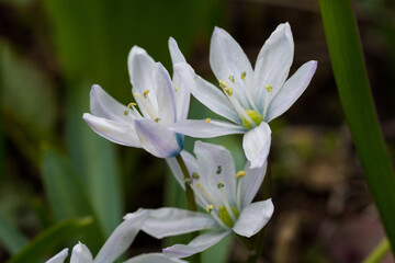 Obraz premium 春の庭の白いカワイイ花 シラー 