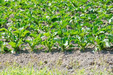 緑の葉の野菜畑
