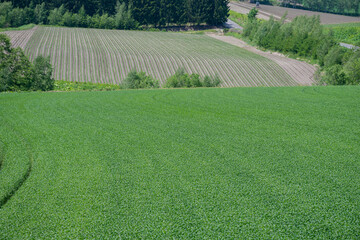Fototapeta premium 初夏の緑のムギ畑 