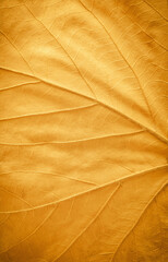 Close-up detail of veins of a fallen golden maple leaf