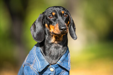 Portrait of adorable dachshund puppy in denim jumpsuit, who obediently sits and basks in the sun...