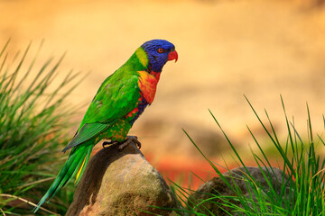 Rainbow lorikeet, Trichoglossus mollucanus, perched on stone in orange sandy plain. Portrait of beautiful parrot with colorful feather. Cute bird in nature habitat. Wildlife from Australia.