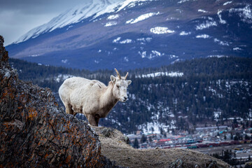 Fototapeta premium Goat in the mountains