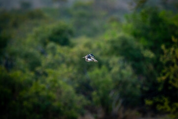 Pied kingfisher hovering over the water fishing.