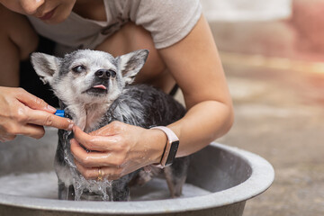 Woman shower Chihuahua dog in basket outdoors at home.
