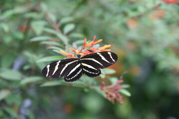 striped butterfly