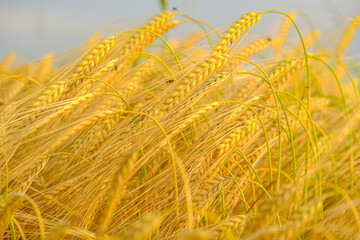 Ripe wheat.Spikelets of ripe yellow wheat close-up.Wheat harvest.Bakery raw materials. Production of flour and flour products