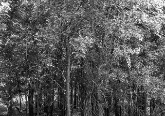 Forrest with small trunk trees monochrome