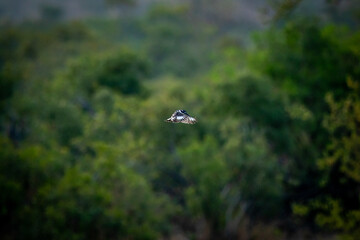 Pied kingfisher hovering over the water fishing.