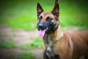 Dog Breed Belgian Shepherd Malinois (shorthair) on a walk on a summer day 