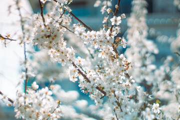 blossom in spring