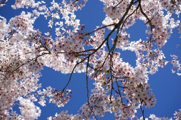 뉴질랜드 봄의 벚꽃 사진입니다.